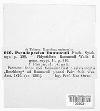 Image of Pseudopeziza ranunculi